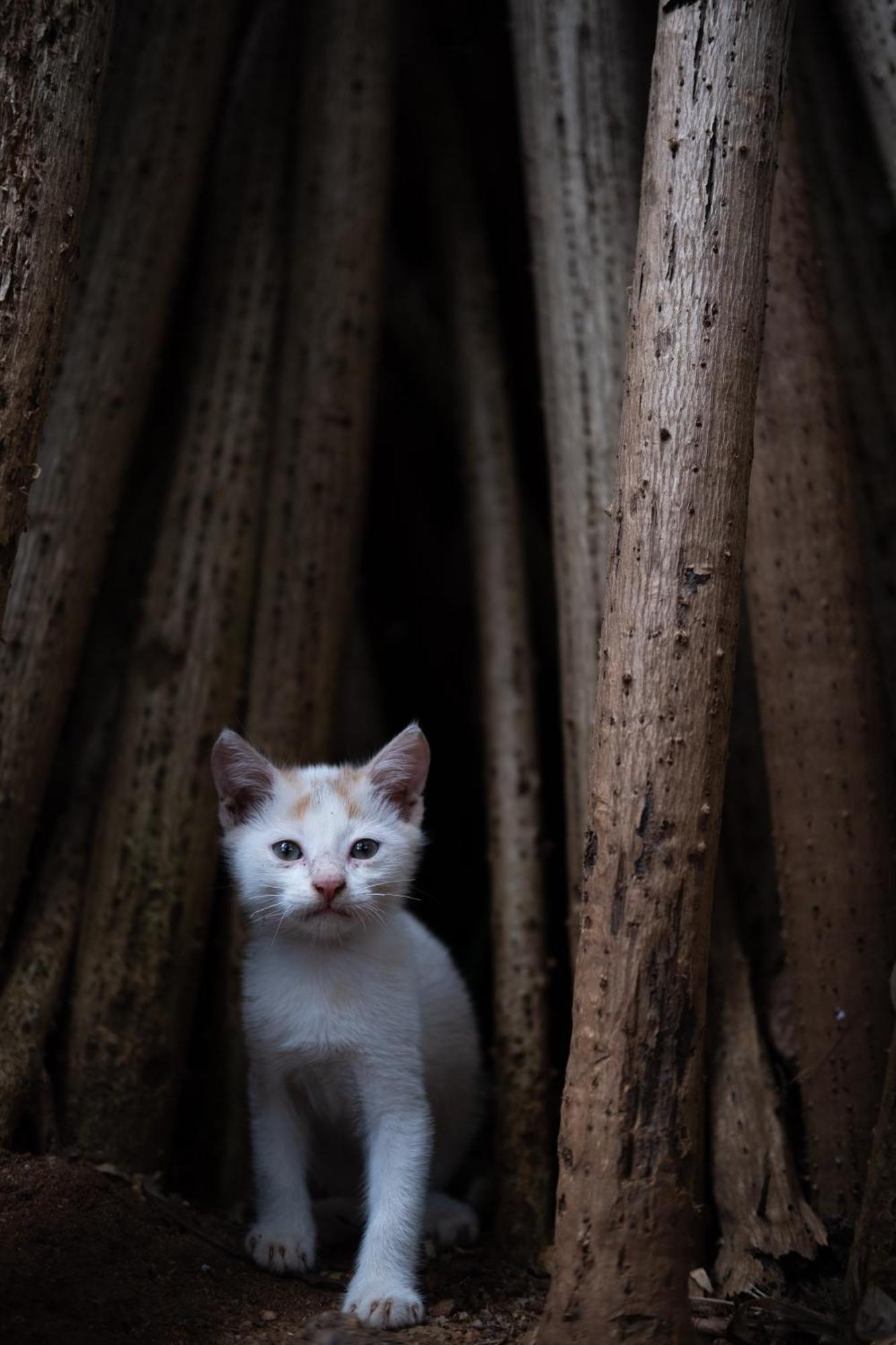 Hotel Alass Ga For Pets Lovers Trincomalee Exterior foto